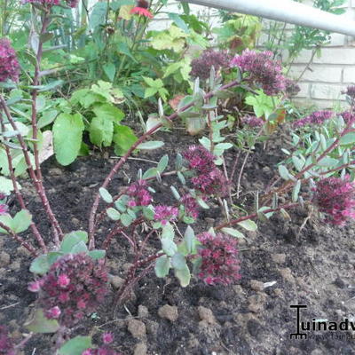 Sedum 'Vera Jameson' - 