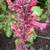 Agastache mexicana 'Red Fortune'