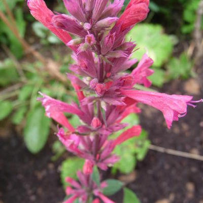 Agastache mexicana 'Red Fortune'