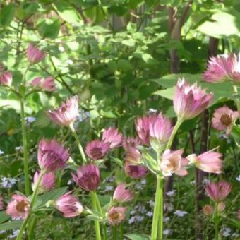 Astrantia