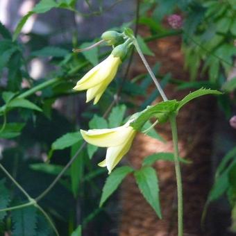 Kirengeshoma koreana