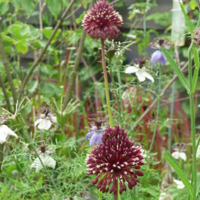 Allium amethystinum 'Red Mohican' - 