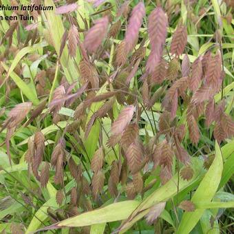 Chasmanthium latifolium