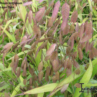 Chasmanthium latifolium 