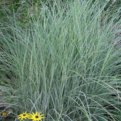 Miscanthus sinensis 'Morning Light' - Miscanthus sinensis 'Morning Light'