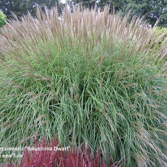 Miscanthus sinensis 'Yakushima Dwarf'