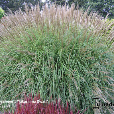 Miscanthus sinensis 'Yakushima Dwarf'