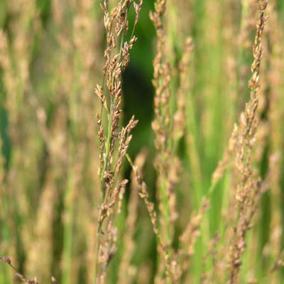 Molinia caerulea subsp. caerulea 'Moorhexe' - Molinia caerulea subsp. caerulea 'Moorhexe'