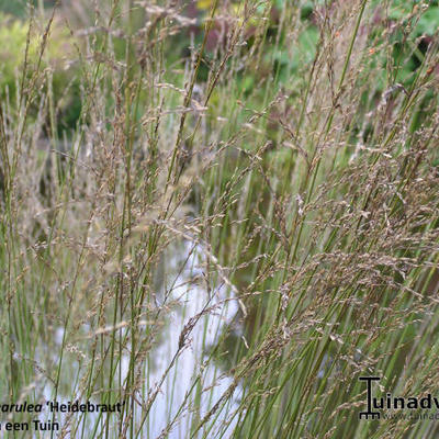 Molinia caerulea subsp. caerulea 'Heidebraut'