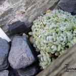 Draba ossetica racemosa - 