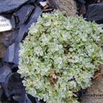 Draba longisiliqua - 