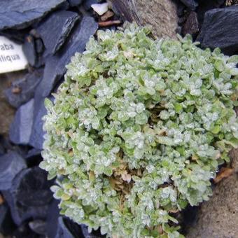 Draba longisiliqua