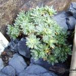 Draba lemmonii - 