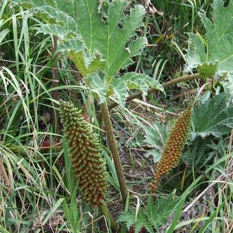 Gunnera manicata