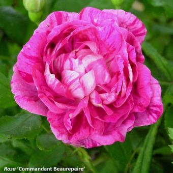 Rosa 'Commandant Beaurepaire'