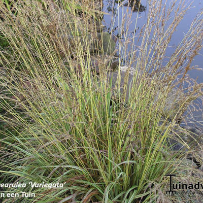 Molinia caerulea subsp. caerulea 'Variegata'  - Molinia caerulea subsp. caerulea 'Variegata' 