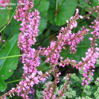 Persicaria amplexicaulis 'September Spires'