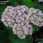 Sedum 'Veluwse Wakel' - 