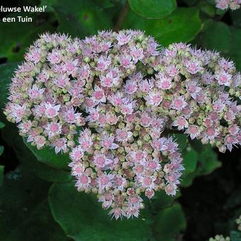 Sedum 'Veluwse Wakel'