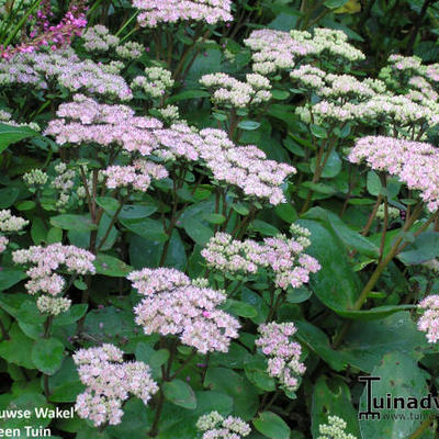 Sedum 'Veluwse Wakel' - 