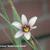 Sisyrinchium 'Quaint and Queer'