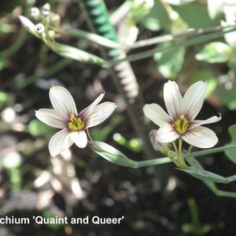 Sisyrinchium 'Quaint and Queer'