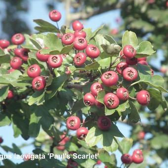 Crataegus x media 'Paul's Scarlet'