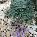 Teucrium aroanium - 