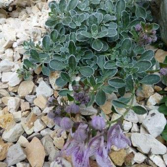 Teucrium aroanium