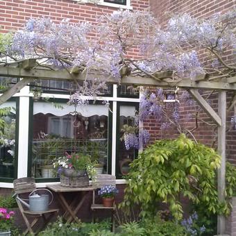 Wisteria floribunda 'Issai'