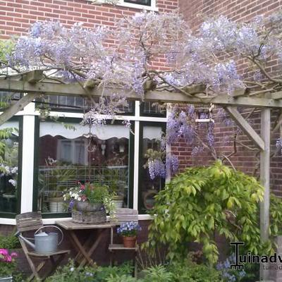 Wisteria floribunda 'Issai'