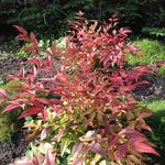 Nandina domestica 'Magical Sunrise' - 