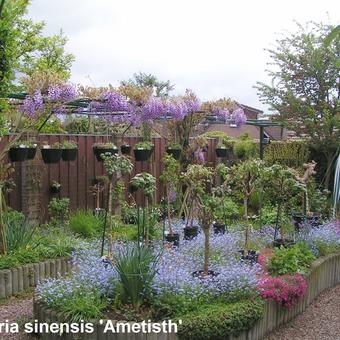 Wisteria sinensis 'Amethyst'