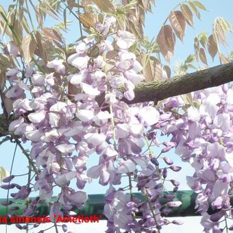 Wisteria sinensis 'Amethyst'