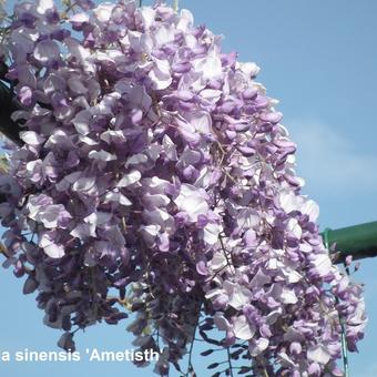 Wisteria sinensis 'Amethyst'