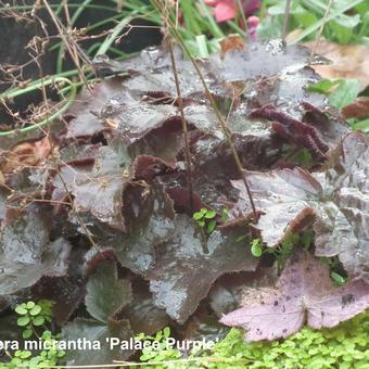 Heuchera micrantha 'Palace Purple'