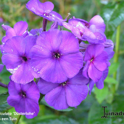 Phlox paniculata 'Düsterlohe' - 