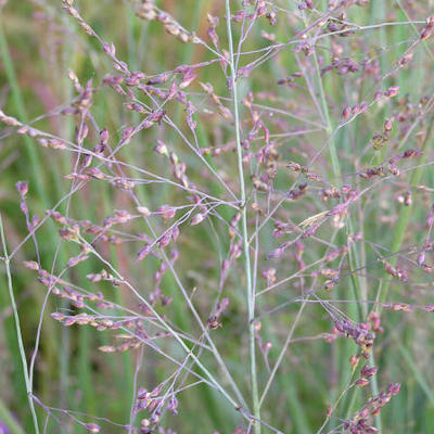 Panicum virgatum 'Heavy Metal'