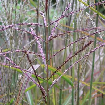 Miscanthus sinensis 'Samurai'