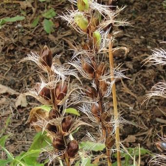 Acanthus hungaricus