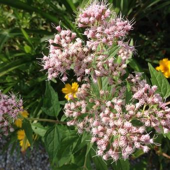 Eupatorium maculatum