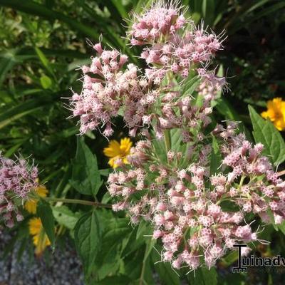 Eupatorium maculatum - 