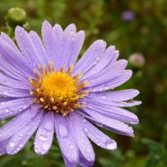 Aster cordifolius 'Little Carlow'