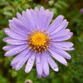 Aster cordifolius 'Little Carlow'