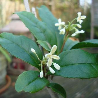 Osmanthus fragrans 'Rixianggui'