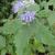 Caryopteris x clandonensis 'Heavenly Blue'