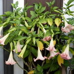 Brugmansia suaveolens - Duftende Engelstrompete