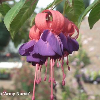 Fuchsia 'Army Nurse'