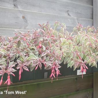 Fuchsia 'Tom West'