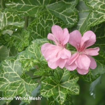 Pelargonium peltatum 'White Mesh'